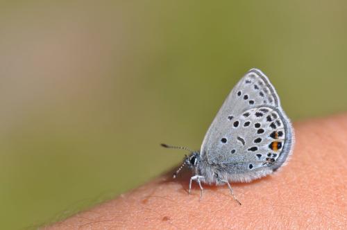 Plebejus optilete
